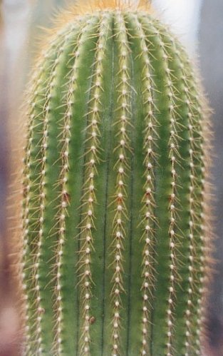 ساگوارو طلایی